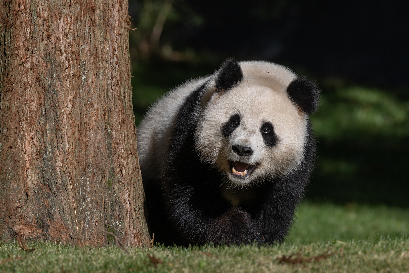 A panda peeks out from behind a tree.