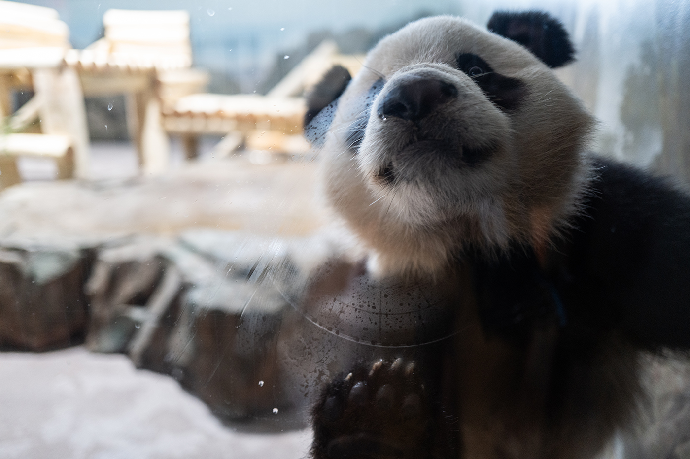 Bao Li presses his nose against the glass in his indoor exhibit area.