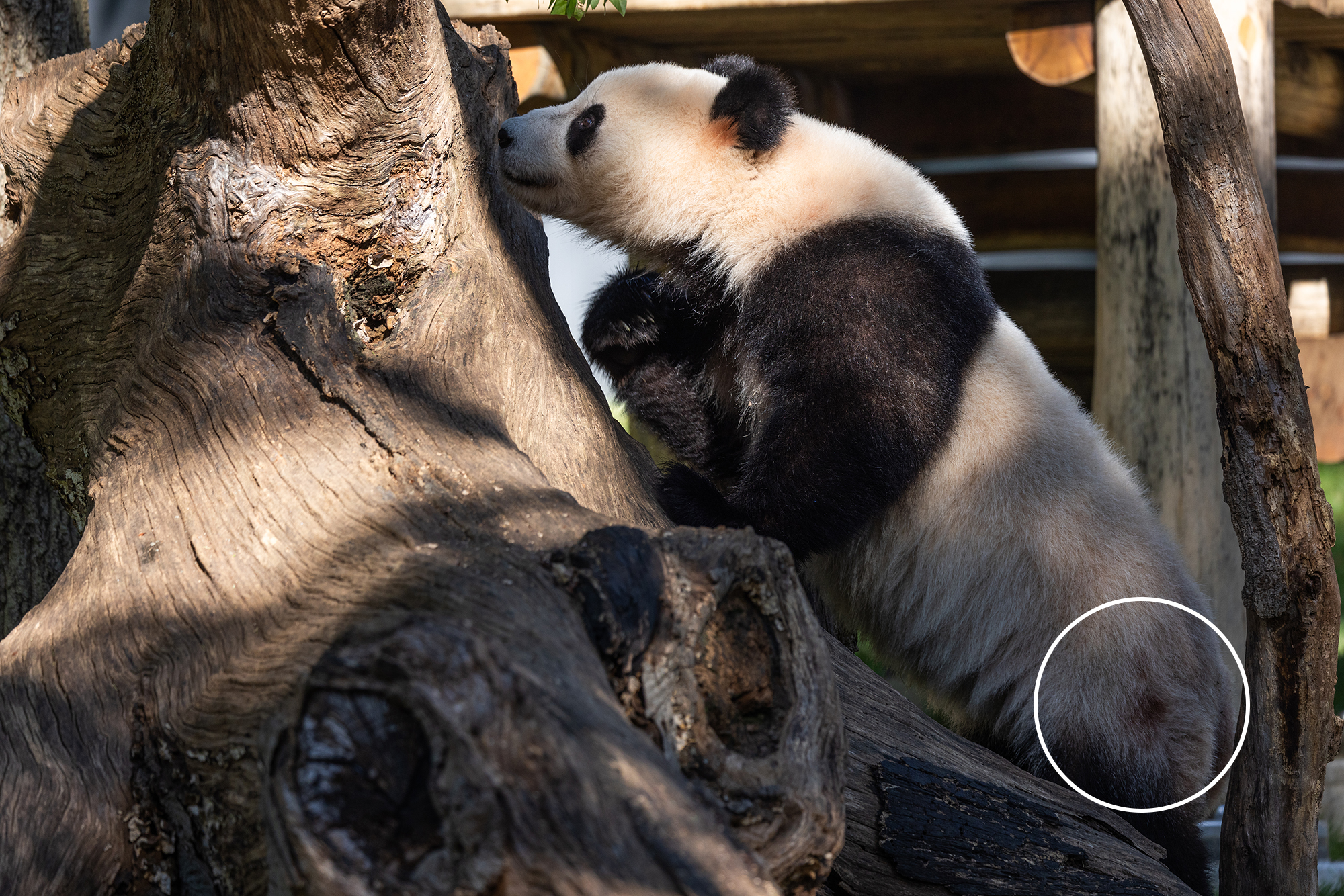 Giant panda Qing Bao stretches her body to investigate a log.