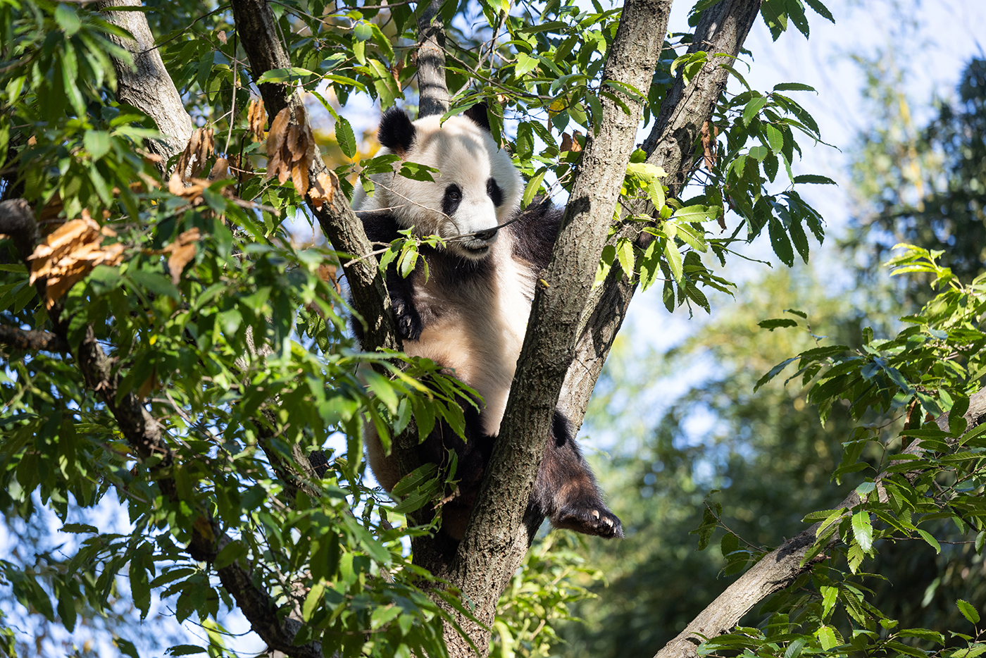 Qing Bao sits in between the branches of a tree.