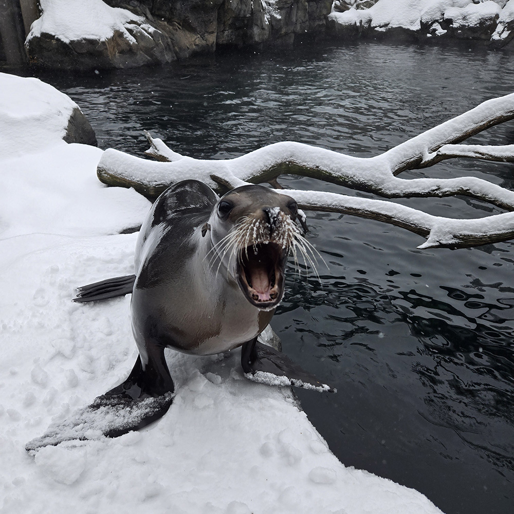 Sea lion barks on the side of a snowy pool.