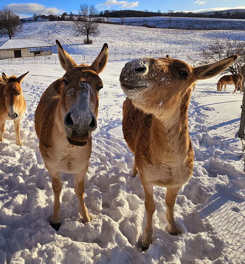 Two Persian onagers with snow on their muzzles.