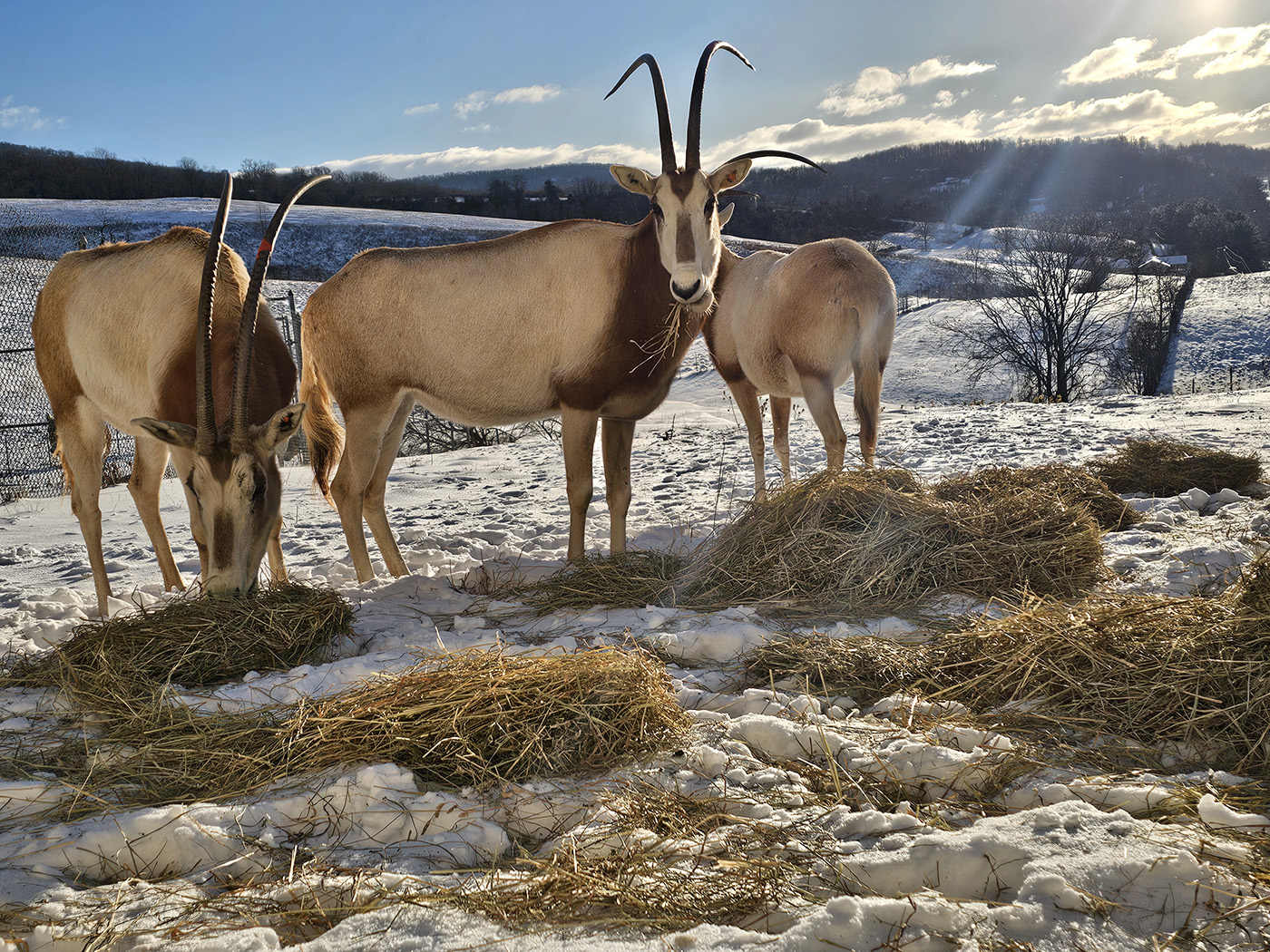 A herd of oryx graze on hay placed in the snow.