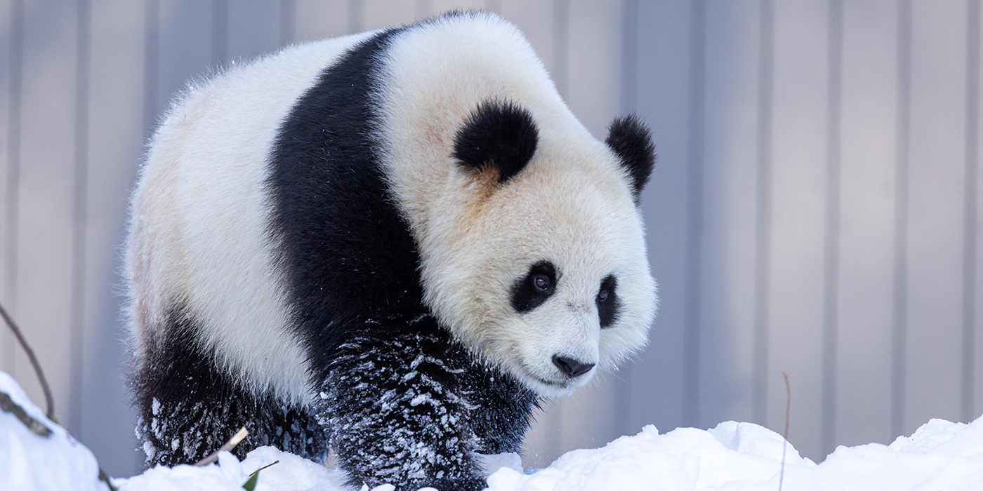 Furry panda walking through a snowdrift