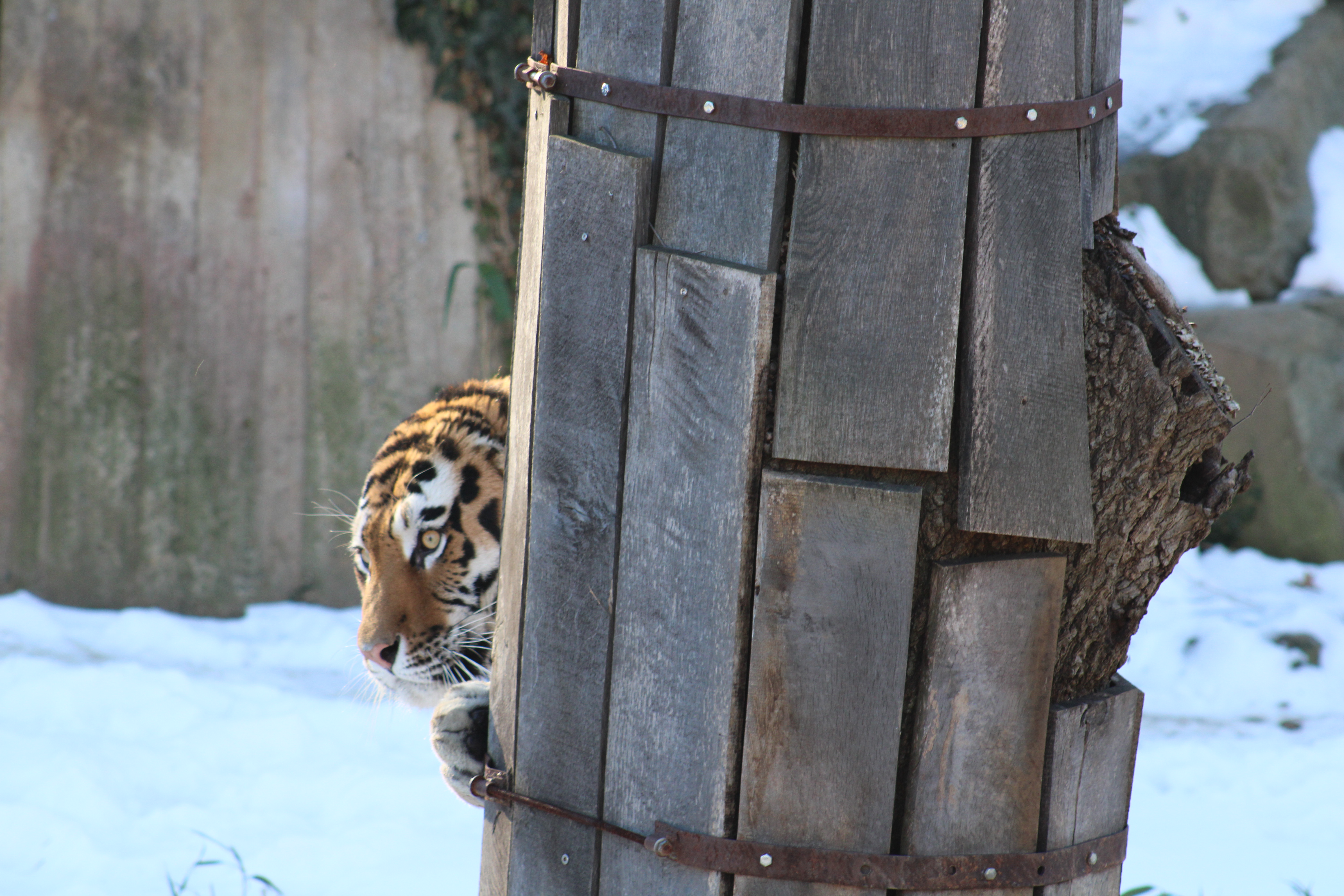 Tiger playing peek-a-boo in front of a tree with wooden guards attached.