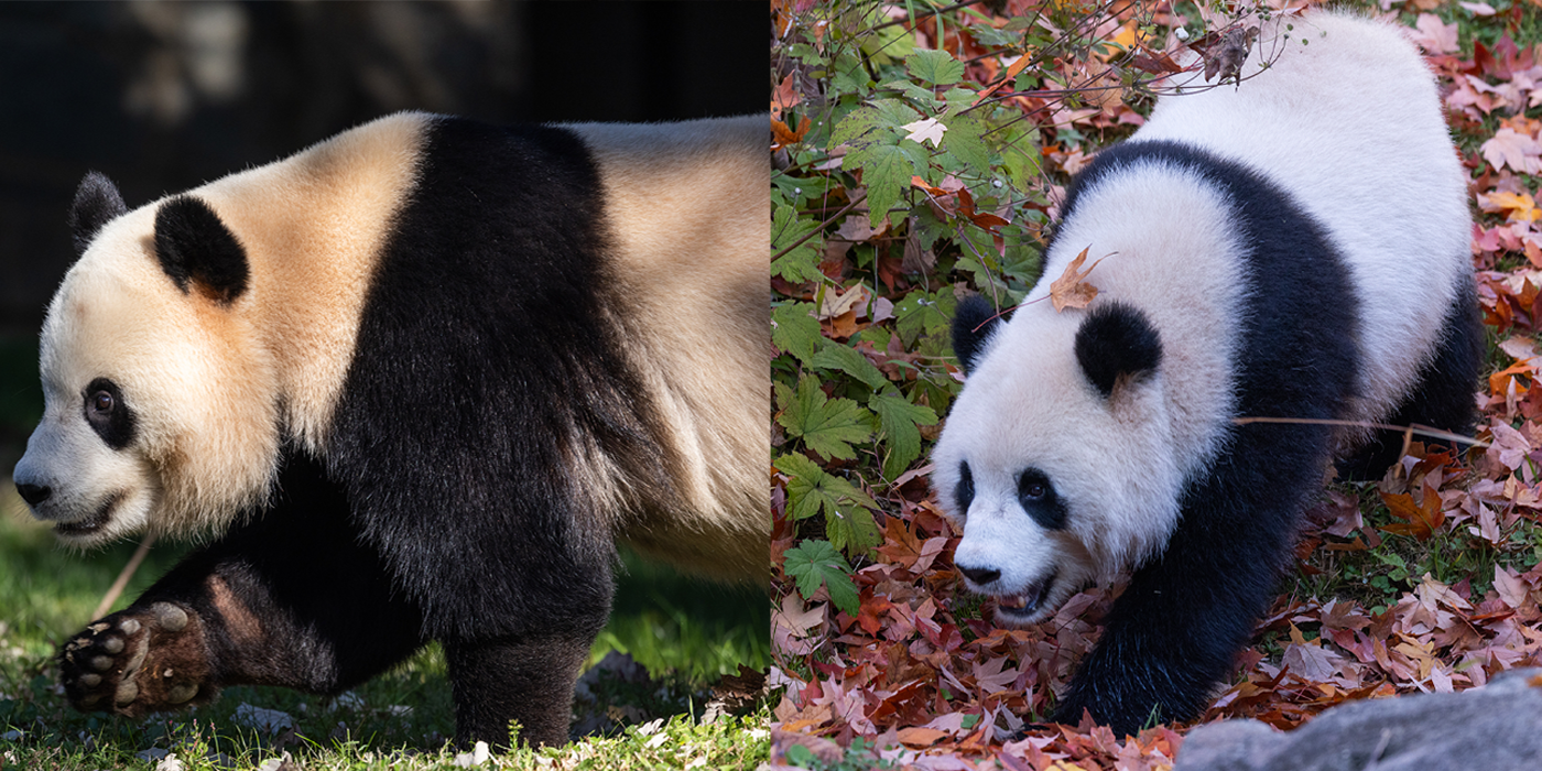 Side-by-side of Bao Li and Qing Bao.