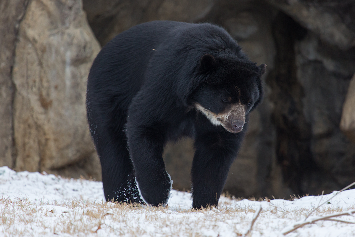 Quito walks through snow in his habitat.