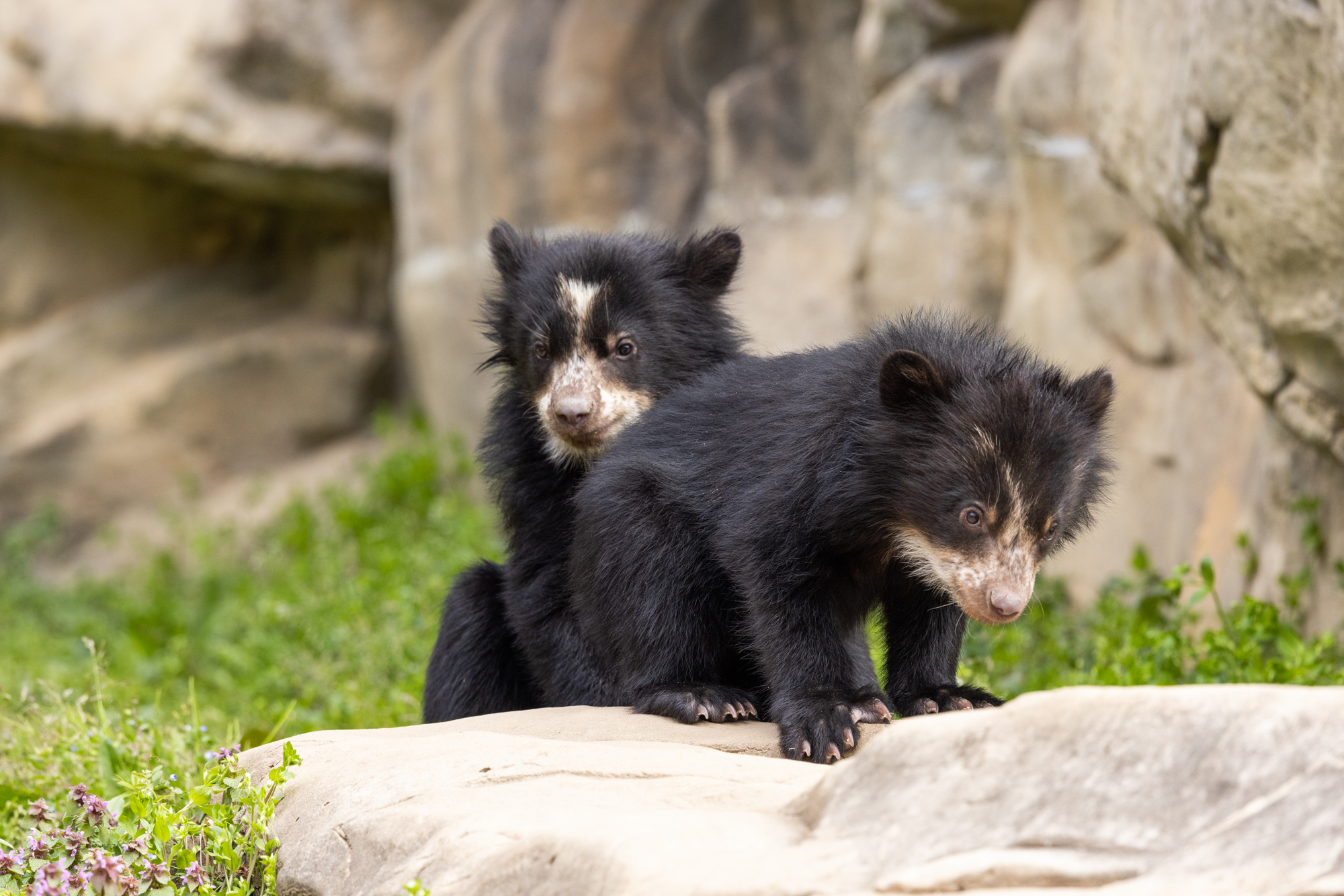 A pair of Andean bear cubs.