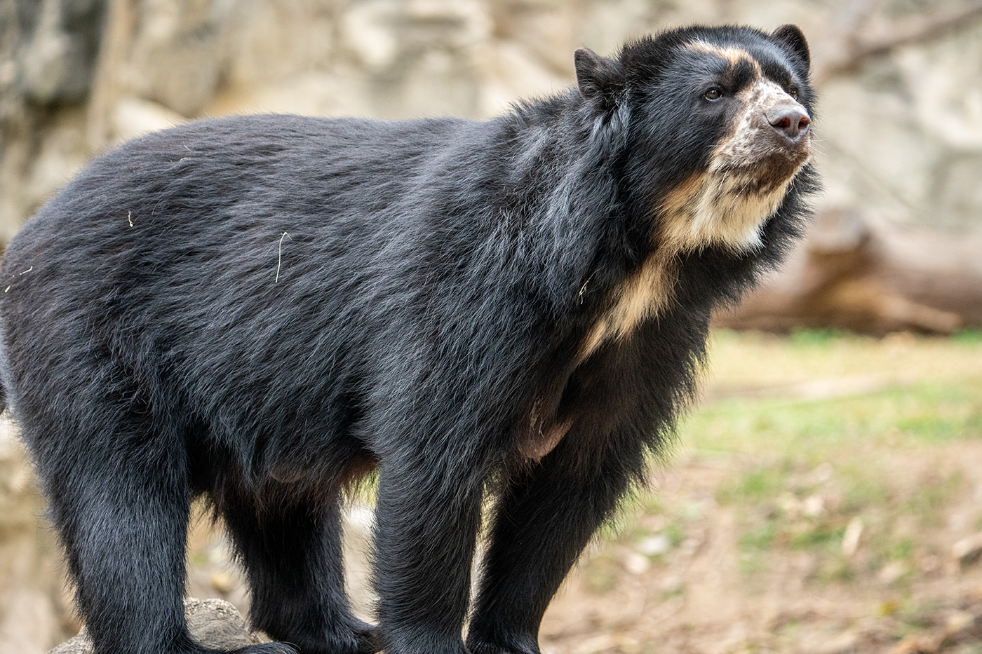 A female Andean bear in her Zoo habitat.