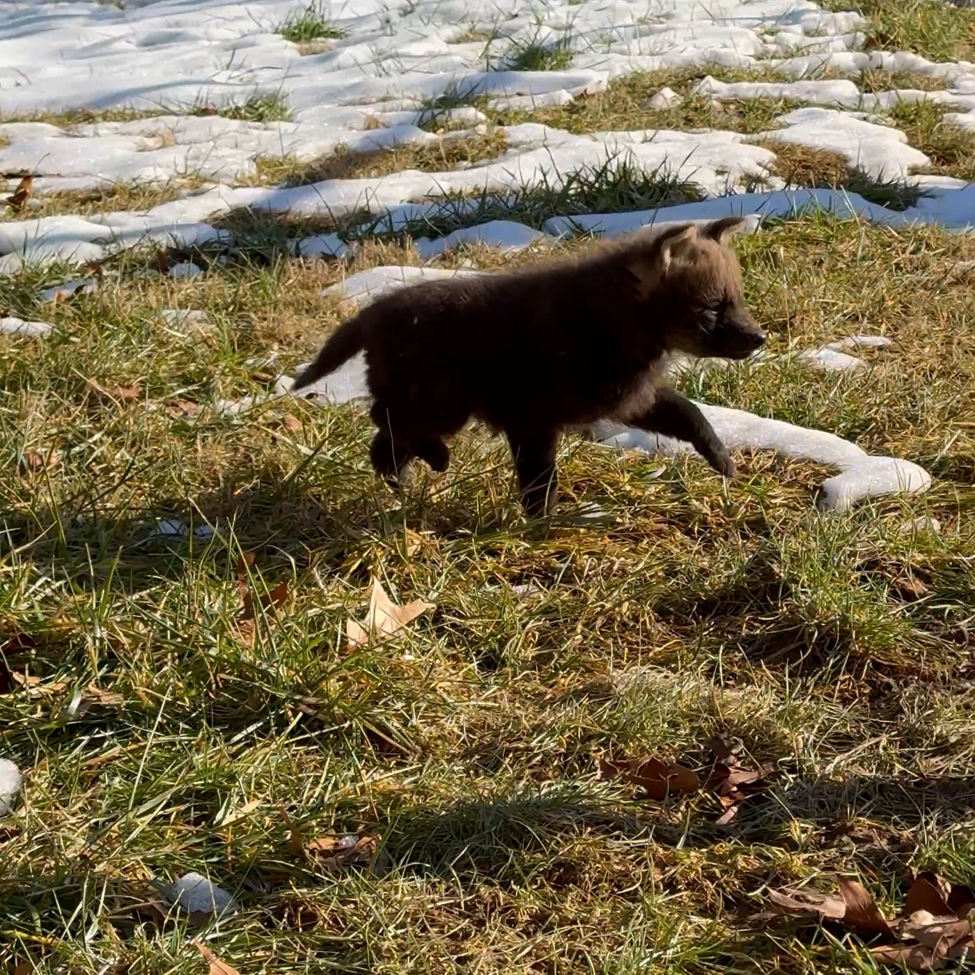 Tiny maned wolf pup trots through a snowy field.