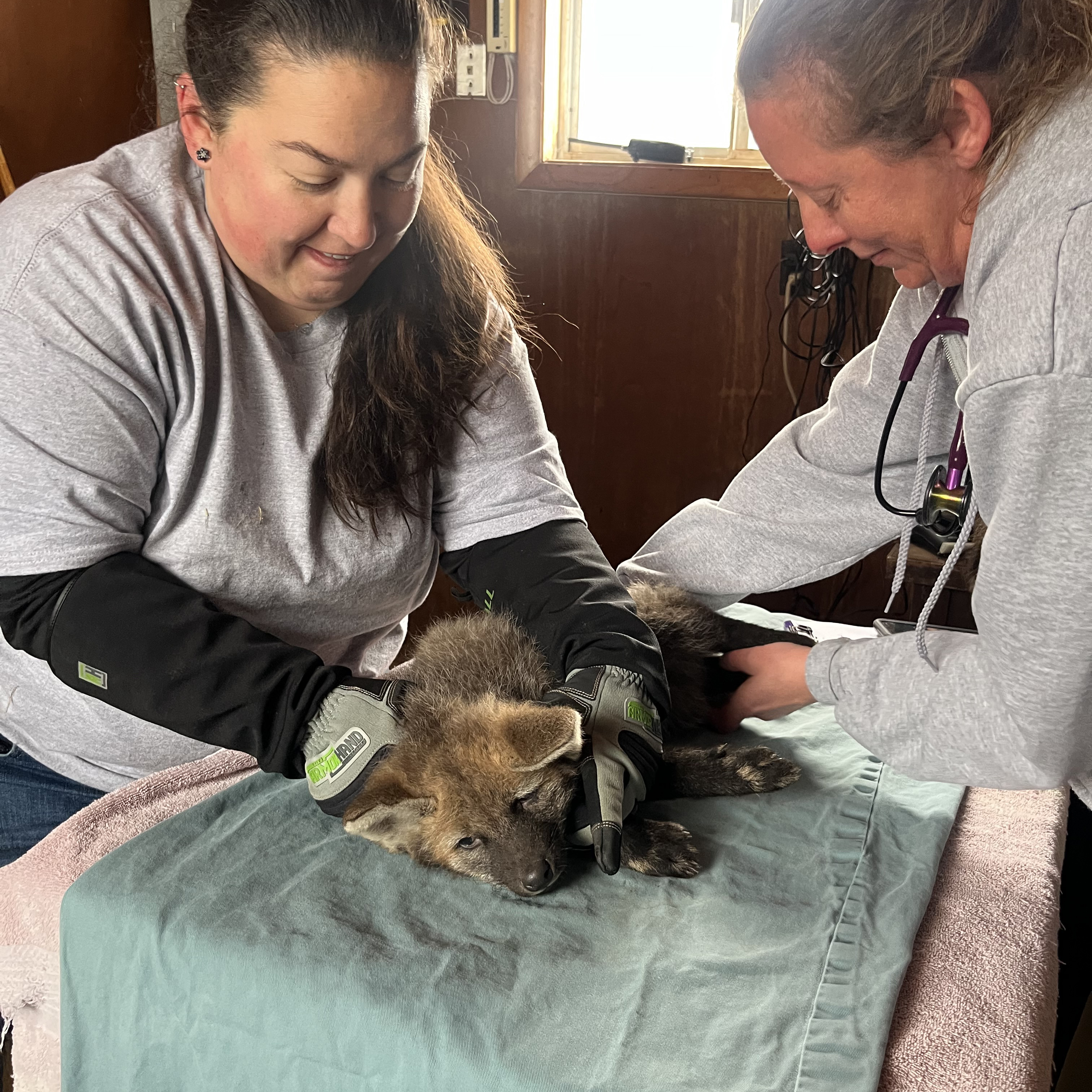 Two animal care staffers perform a veterinary check on a small pup resting on a table.