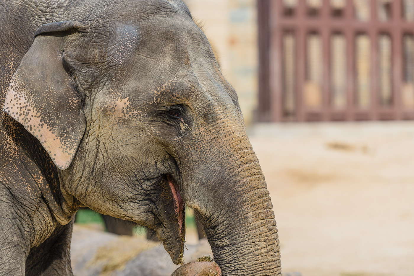 Female Asian elephant with distinctive ear coloring.