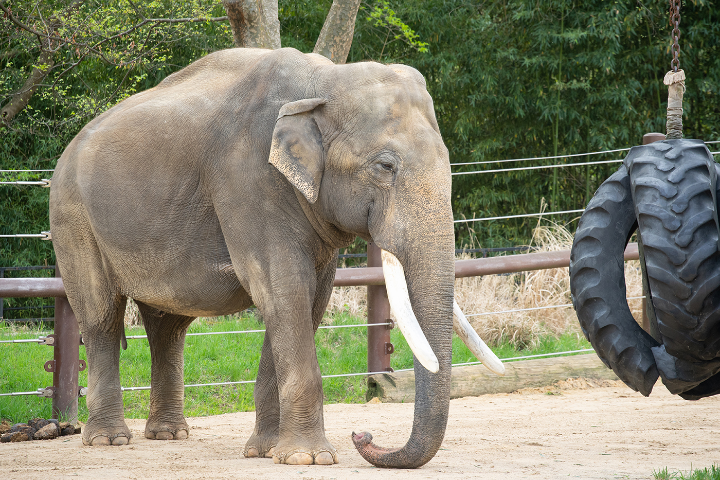 Male Asian elephant with long tusks