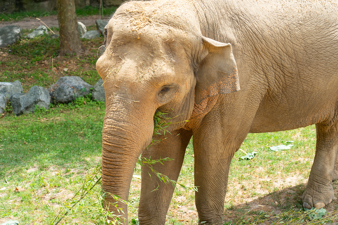 Female Asian elephant eating bamboo