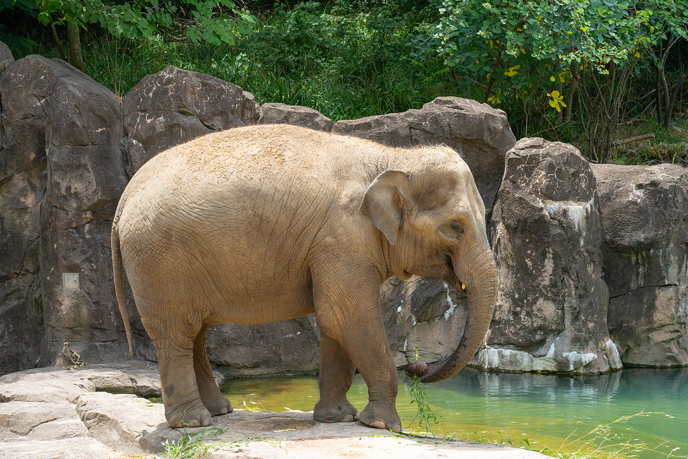 Female Asian elephant near a water pool.