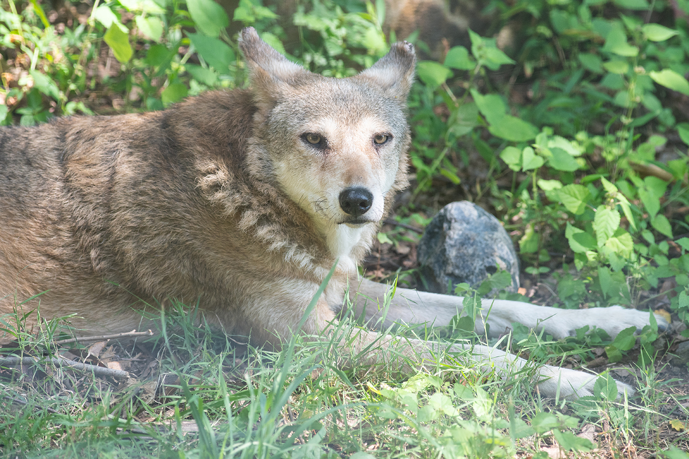 Red wolf laying down in a zoo habitat.