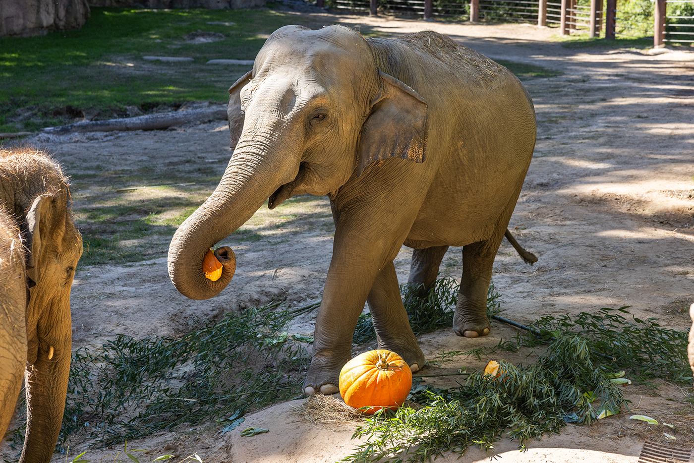 Female Asian elephant plays with a pumpkin