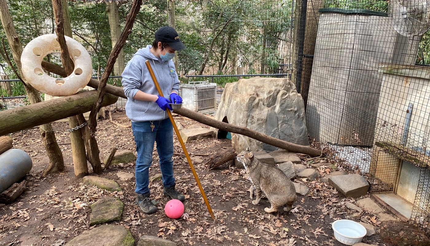 An animal keeper stands in an outdoor exhibit yard and holds a long pole up to a bobcat. The bobcat looks up at the keeper.