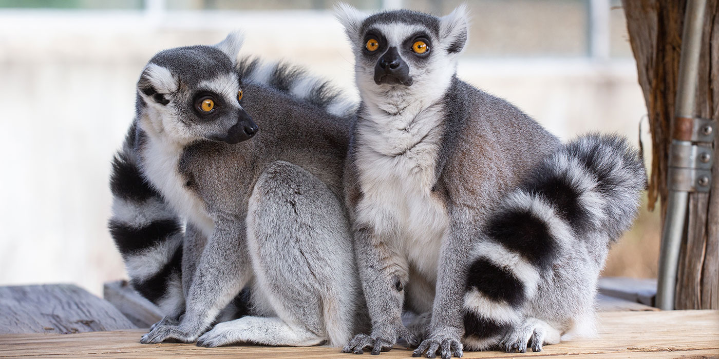 Two ring-tailed lemurs with thick fur, yellow eyes, and ringed tails sit close together on a small wooden deck