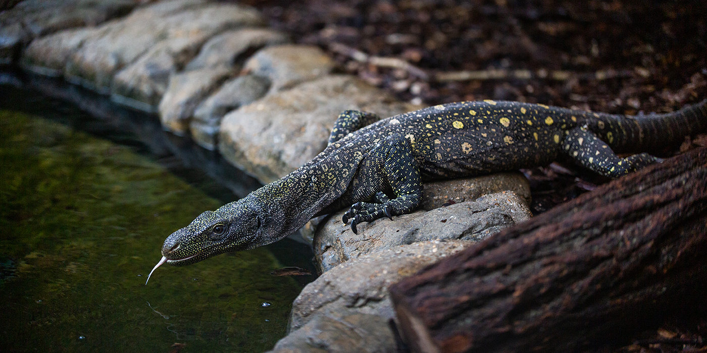 A large reptile, called a crocodile monitor, with long, curved claws, a lean body and scaly, spotted skin, climbs over rocks that line a pond and sticks its forked tongue out toward the water