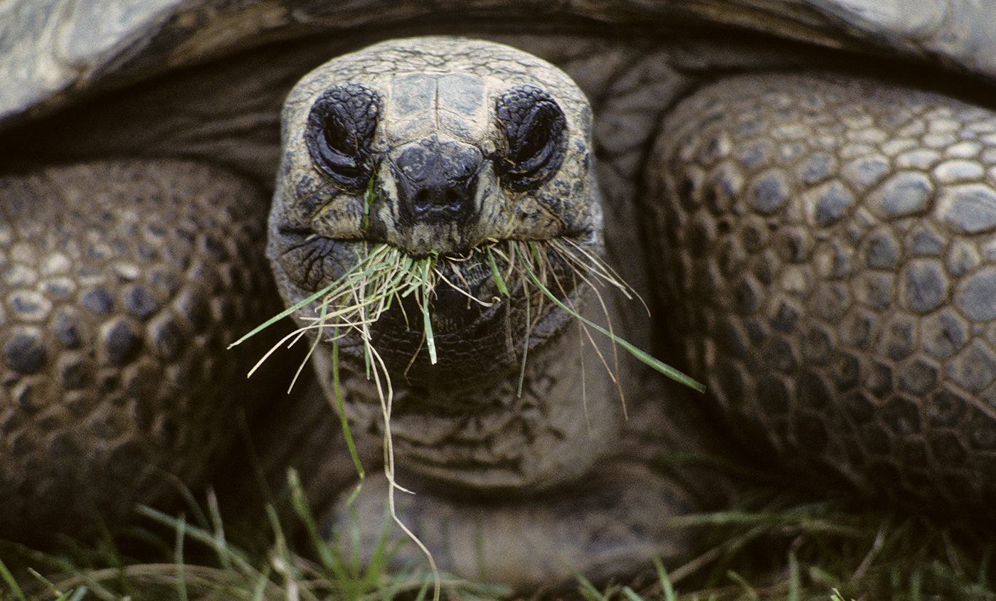 aldabra tortoise eating grass