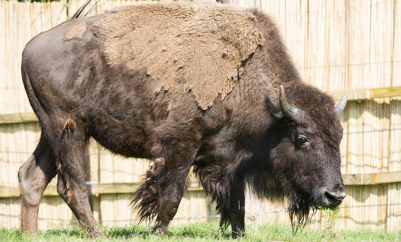 large hoofed animal with short horns and molting fur