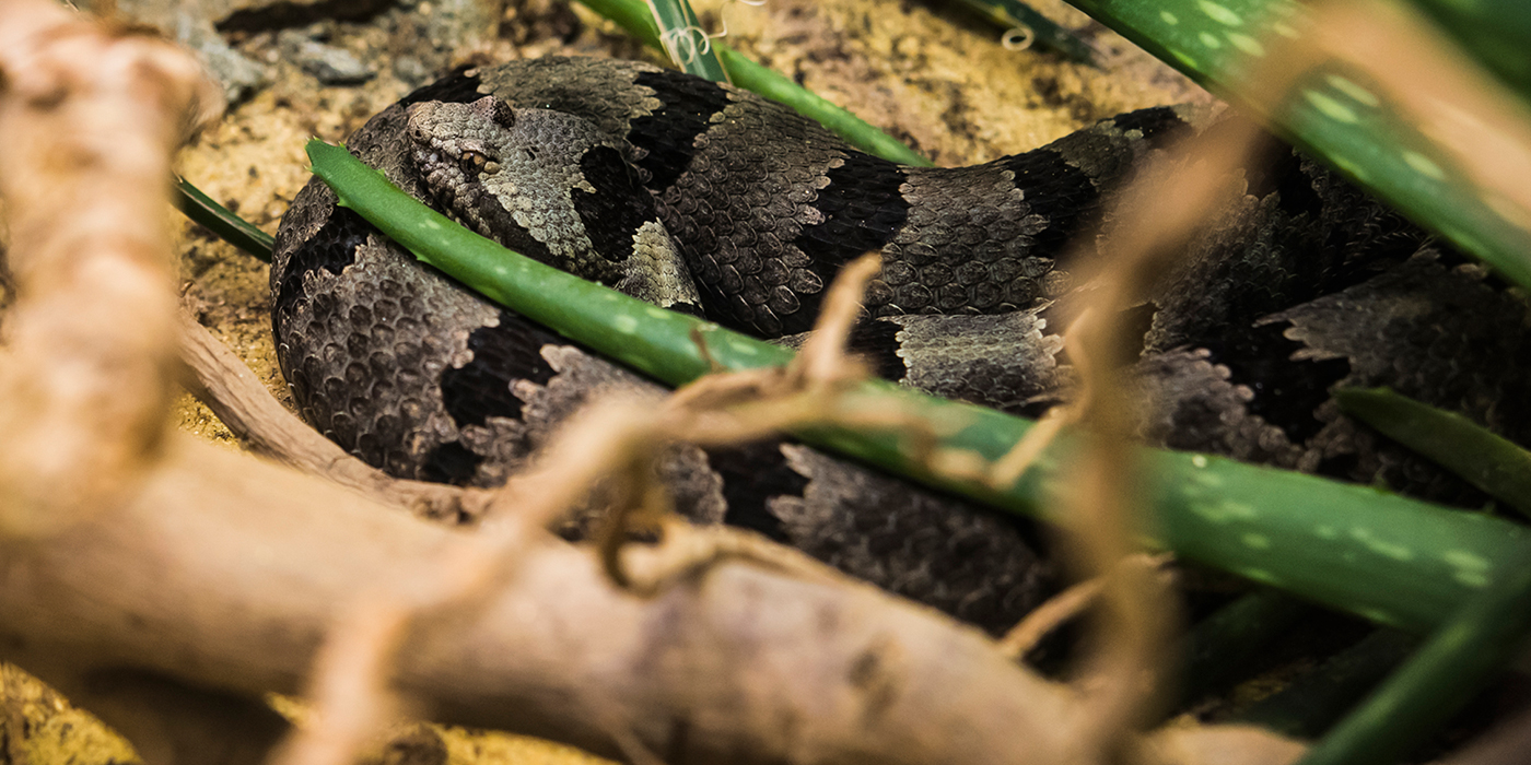 A gray snake with black-blotched stripes along its body, called a banded rock rattlesnake, rests with its head on its body in sand. It is nestled between branches and the arms of a green, cactus-looking plant