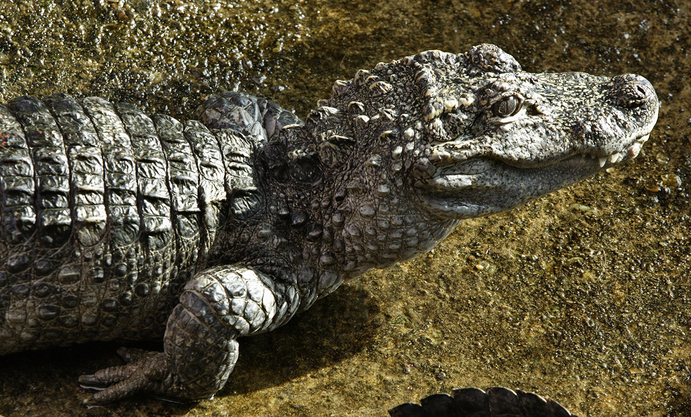 Upper body and head of a grayish alligator