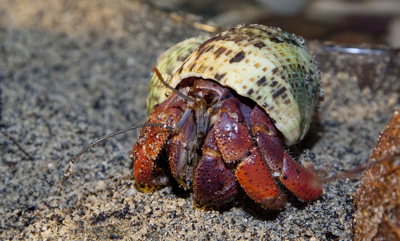 land hermit crab