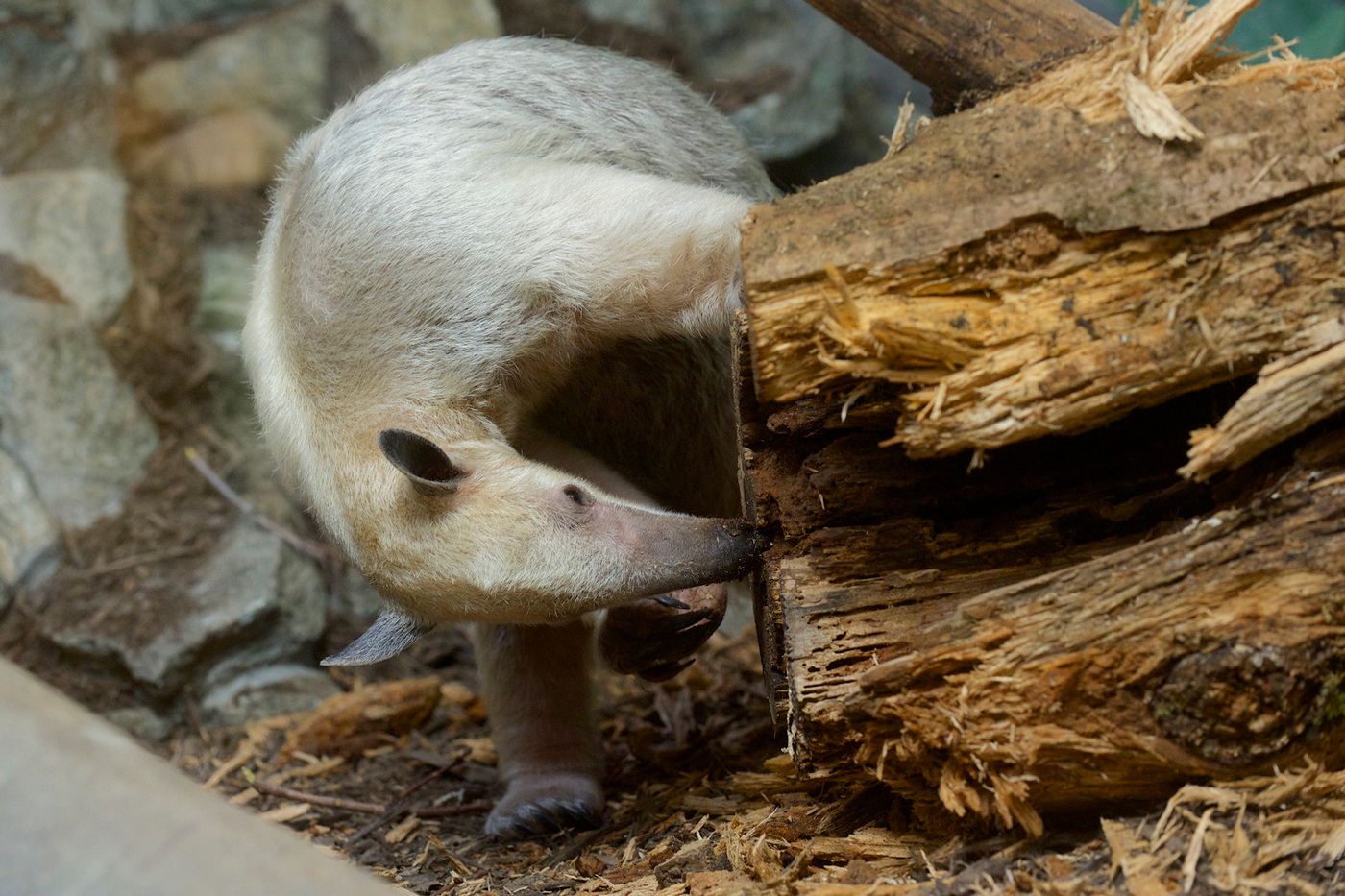 tamandua looking in log