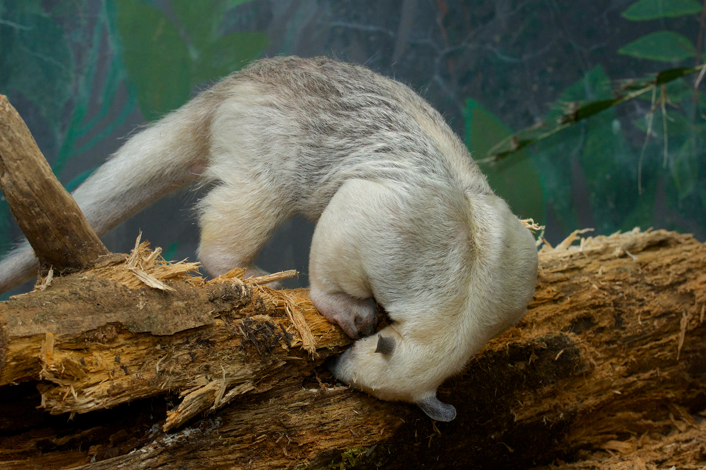 tamandua with nose in log