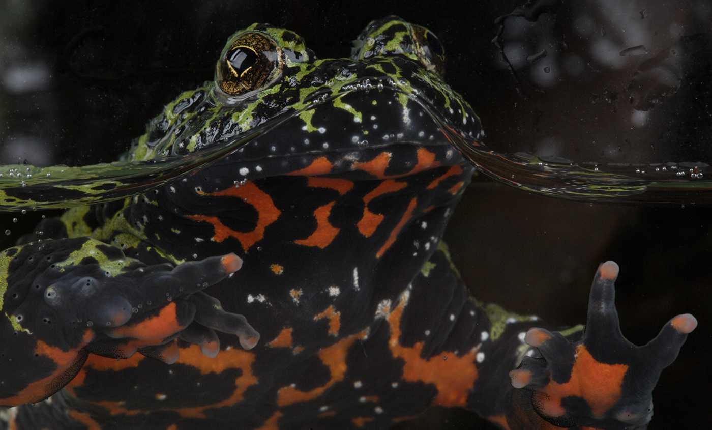 Jet black toad with flames of brilliant across fanning across its belly. The head is mottled with green