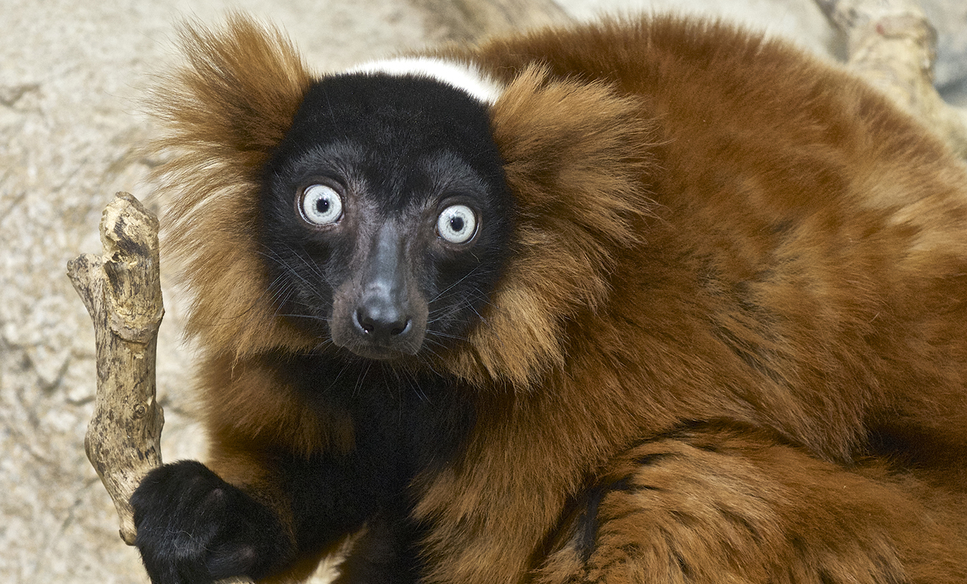 Black face and red ear tufts on a reddish-brown lemur