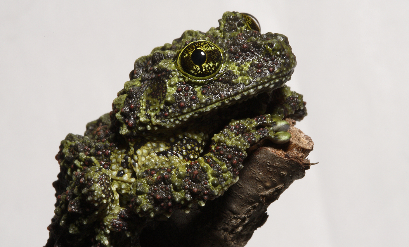 Resting tree frog