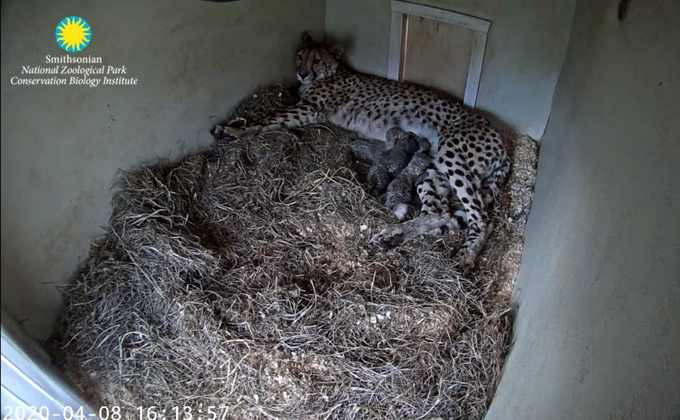 Cheetah cub webcam poster image