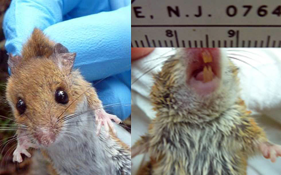 small tawny brown mouse with large eyes and yellow teeth