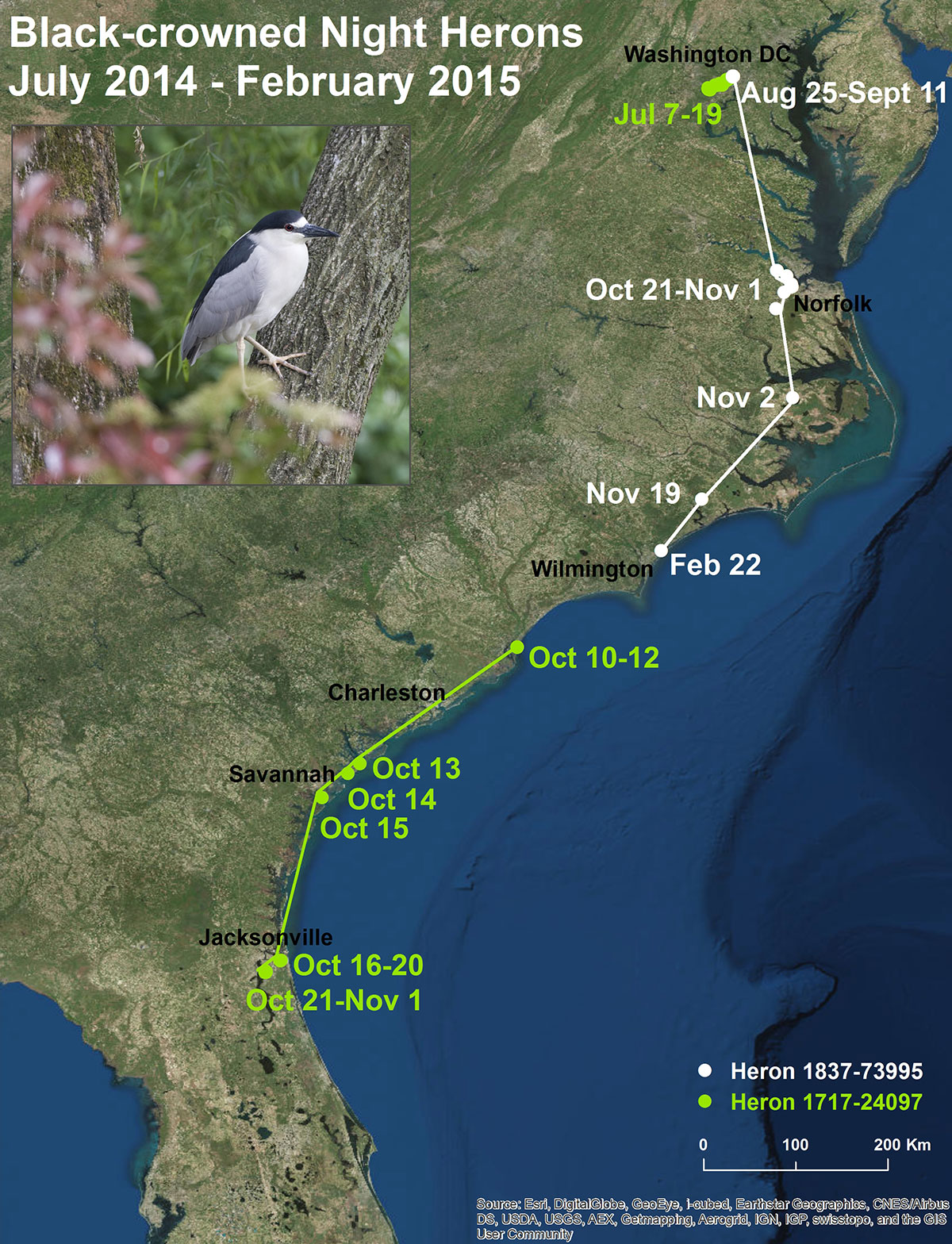 map showing locations of herons tagged at the zoo in DC. One bird travelled to northern Florida. The other to North Carolina.