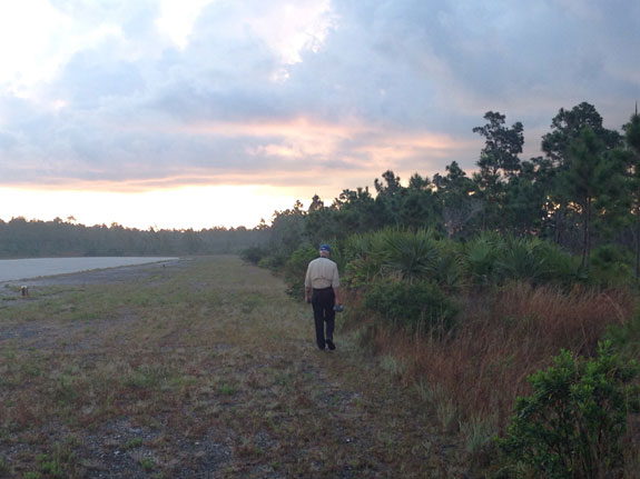 Man walking along scrubby habitat with pine trees in the overstory.