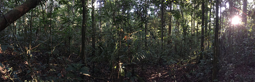 The Amazon rainforest with many trees and vines, and sun peeking through canopy