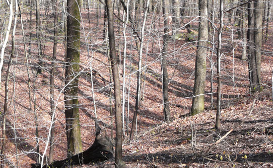 bare trees on a slope with dead leaves on forest floor