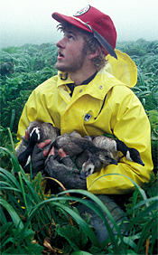 Man carrying young geese