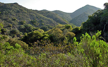 Shrubby dry hillside