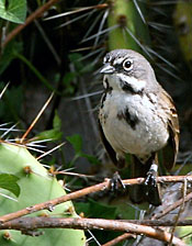 sparrow perched on twig by cactus