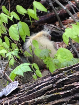 Francisco the albino porcupine by Andrew J. Sharp