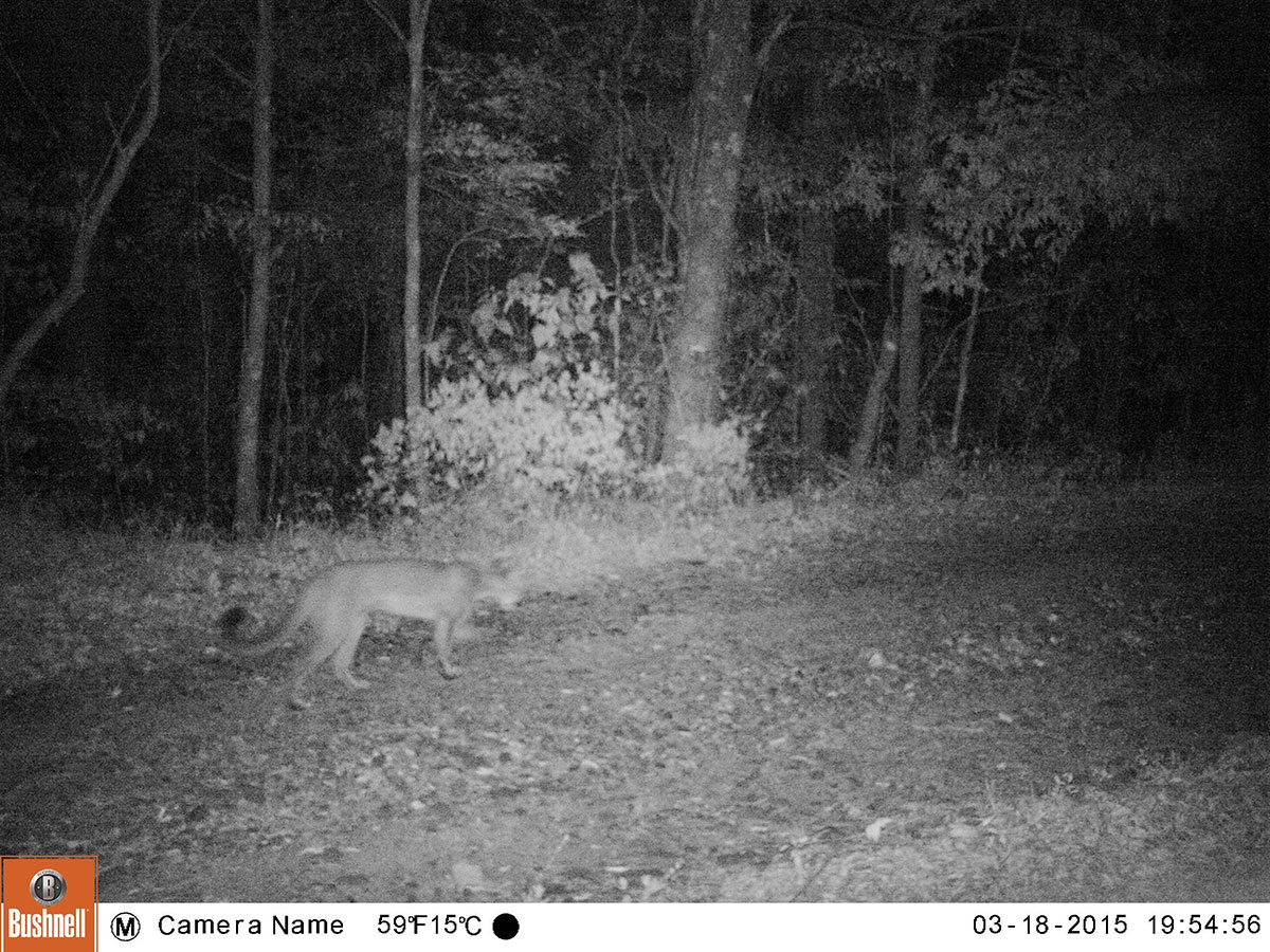 black and white photo of a puma walking along the road at night