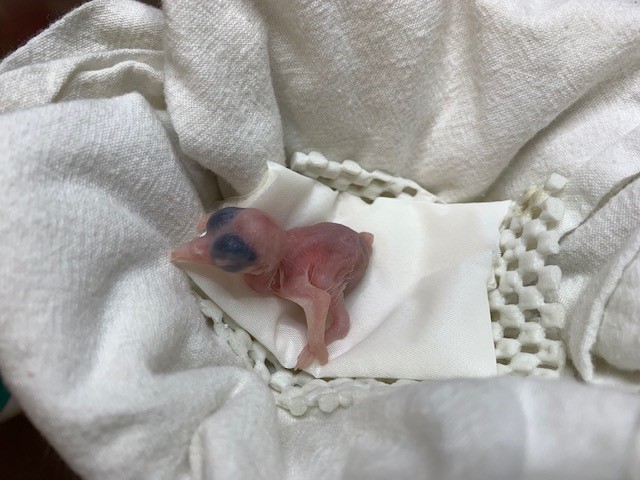 A 1-day-old, small, pink, featherless Guam kingfisher chick rests on cloths that have been placed in a small bowl