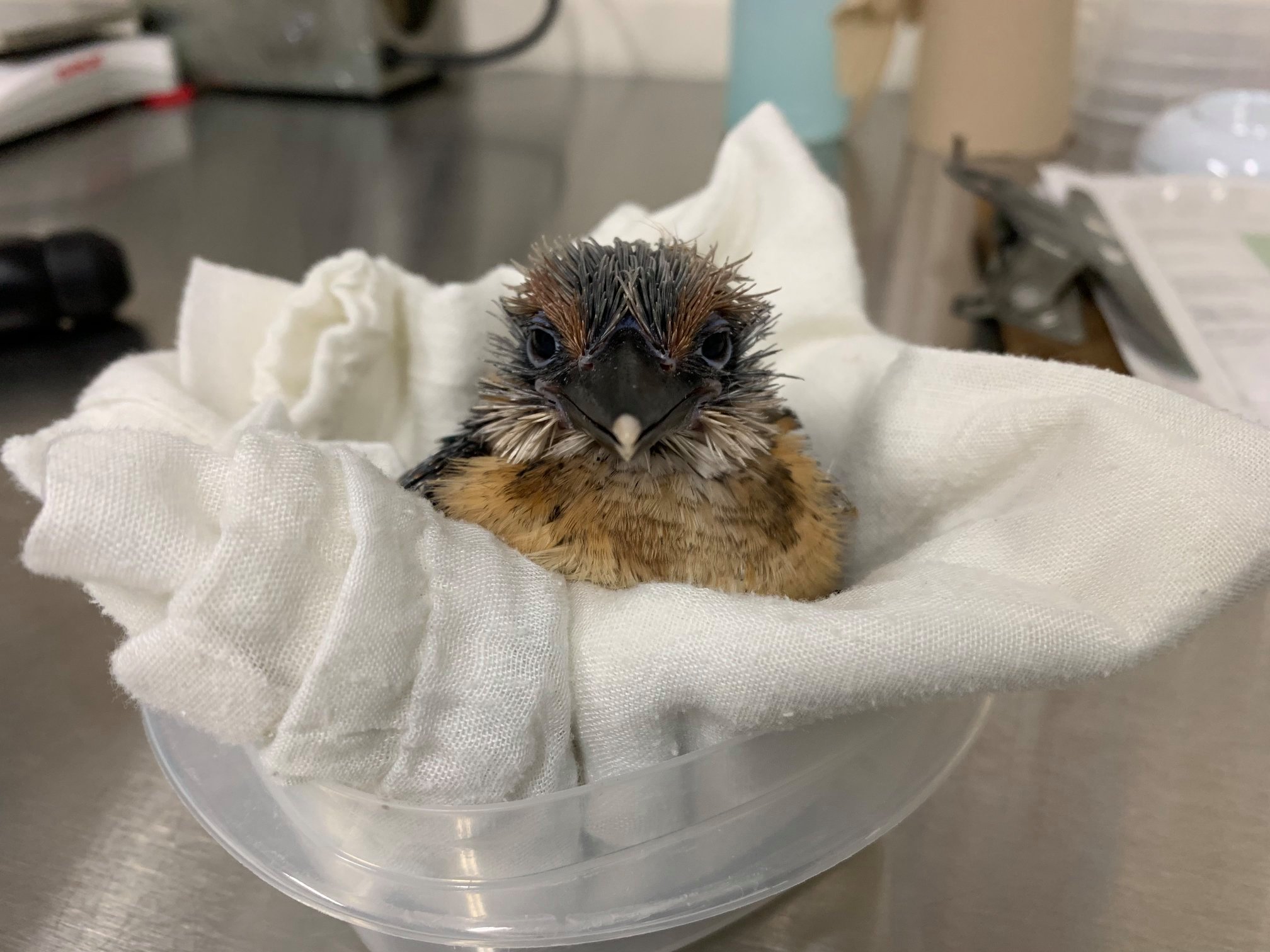 A 1-month-old Guam kingfisher chick with a large beak, round eyes and spiky feathers sits on a soft cloth inside a small bowl