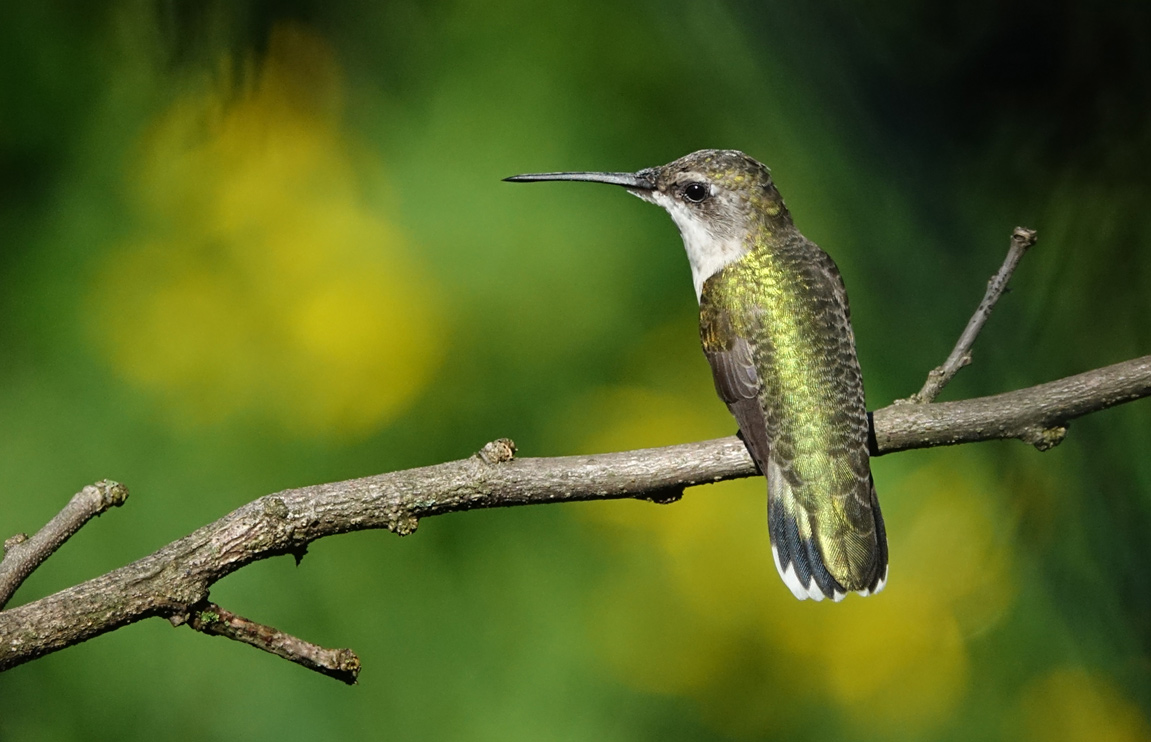 A small hummingbird perched on a tree branch