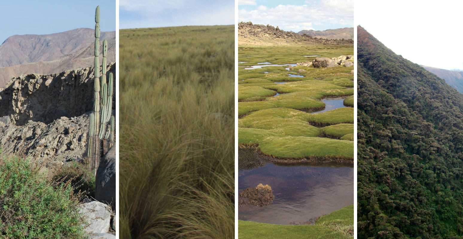 A composite image of a desert cactus, grasslands, bofedal wetlands and a montane forest (ecosystems found in the Andes)