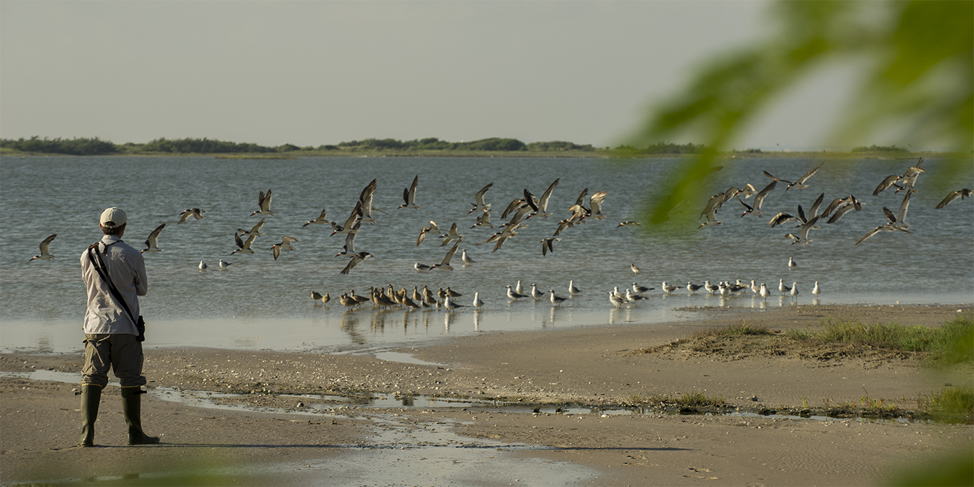 a man stands on the sand looking out over the ocean while shorebirds fly in front of him